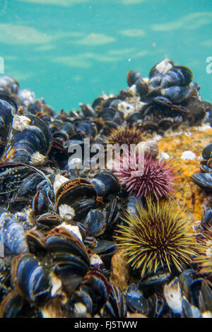 Il verde dei ricci di mare, Northern urchin, settentrionale dei ricci di mare (Strongylocentrotus droebachiensis), ricci di mare blu sulla banca di cozze, Norvegia, Troms, Kvaloeya, Katttfjorden Foto Stock