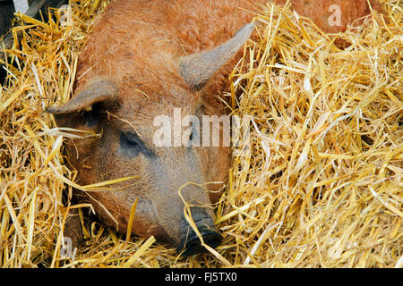 Mangalica, Mangalitsa, Mangalitza, Wooly maiale (Sus scrofa f. domestica), Wooly maiale in una stalla, Germania Foto Stock