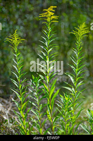 Primi golden-biella, fine oro, oro liscio, liscio tre-oro nervata (Solidago gigantea), fioritura, in Germania, in Baviera, Alta Baviera, Baviera superiore Foto Stock