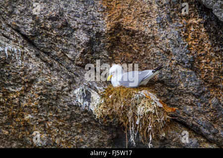 Nero-zampe (kittiwake Rissa tridactyla, Larus tridactyla), Razze su uno sperone di roccia, Norvegia, Isole Lofoten, Nusfjord Foto Stock
