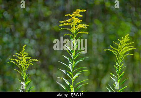 Primi golden-biella, fine oro, oro liscio, liscio tre-oro nervata (Solidago gigantea), fioritura, in Germania, in Baviera, Alta Baviera, Baviera superiore Foto Stock