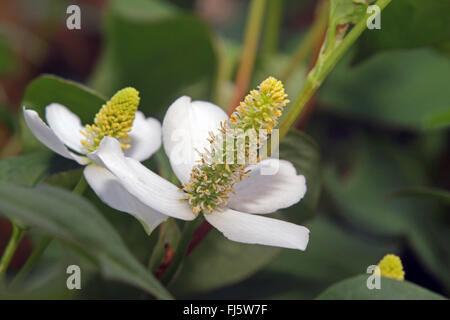 Lucertola cinese di coda, Chameleon impianto, Fishwort, Heartleaf, vap ca (Houttuynia cordata), fioritura Foto Stock