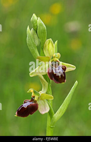 Inizio spider-ORCHIDEA (Ophrys sphegodes), infiorescenza Foto Stock