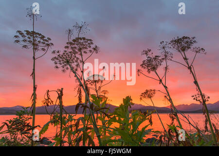 Panace di Mantegazzi (Heracleum mantegazzianum), Hogweed in sunet, Norvegia, Troms, Kvaloeya Foto Stock