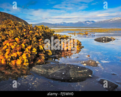 Wrack della vescica, Fucus, nero tang, Rockweed, vescica fucus, Sea Oak, nero tany, tagliare erbacce, Tintori fucus, rosso fucus, Rock wrack (Fucus vesiculosus, Halidrys vesiculosus), il paesaggio costiero nella Norvegia del Nord, Norvegia, Troms, Malangen Foto Stock