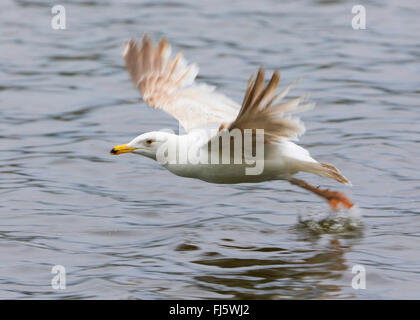 Glaucous gull (Larus hyperboreus), capretti glaucous gull a partire dall'acqua, Norvegia, Troms Foto Stock