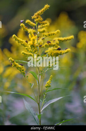 Primi golden-biella, fine oro, oro liscio, liscio tre-oro nervata (Solidago gigantea), infiorescenza con mosche, in Germania, in Baviera, Alta Baviera, Baviera superiore Foto Stock