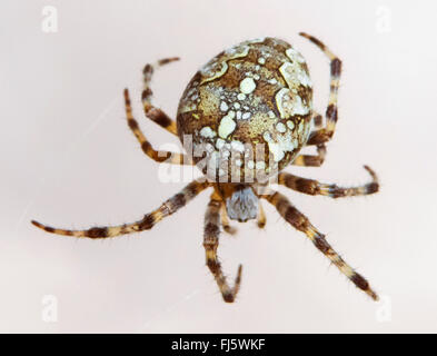 Croce orbweaver, giardino europeo spider, cross spider (Araneus diadematus), cut-out, Norvegia, Troms Foto Stock