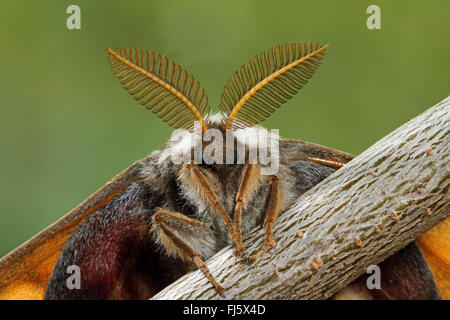 L'imperatore tarma piccola falena imperatore (Saturnia pavonia, Eudia pavonia), maschio con grandi antenne, Germania Foto Stock