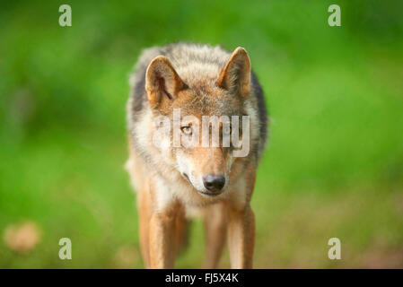 Unione lupo (Canis lupus lupus), il ritratto di un lupo, vista frontale, in Germania, in Baviera Foto Stock