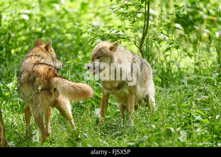 Unione lupo (Canis lupus lupus), due lupi minacciosi su erba alta, in Germania, in Baviera Foto Stock