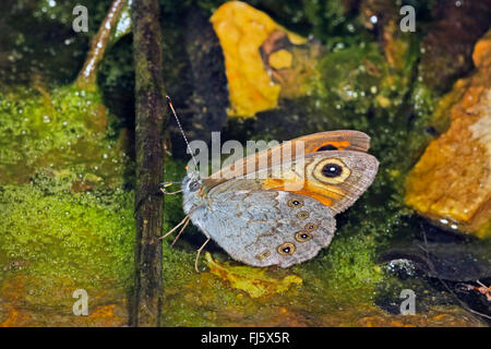 Grande parete marrone, legno-nymph (Lasiommata maera), in corrispondenza di un ramoscello su watersurface, Germania Foto Stock