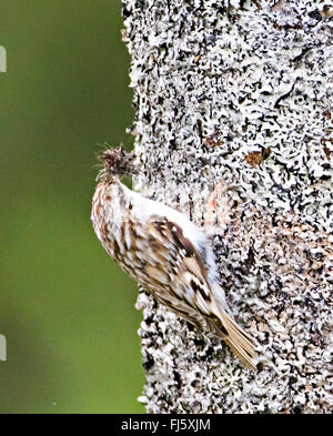 Rampichino alpestre comune (Certhia familiaris), su un tronco di albero con foraggio nella sua bill, Norvegia, Troms Foto Stock