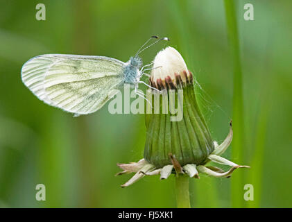 Verde-bianco venato, verde venato bianco (Sarcococca napi, Artogeia napi), sul fiore di tarassaco, Ungheria Foto Stock