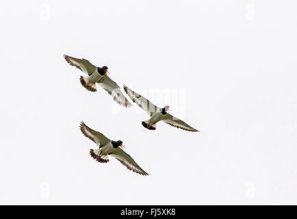 Paleartica (oystercatcher Haematopus ostralegus), tre oystercatcher nella formazione di volo, Germania, Bassa Sassonia, Frisia orientale, Juist Foto Stock