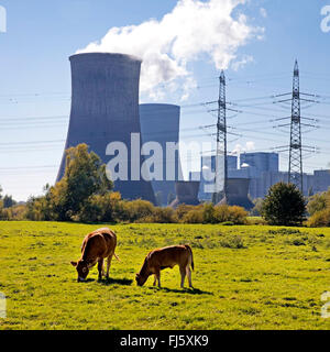 Gli animali domestici della specie bovina (Bos primigenius f. taurus), due mucche nella parte anteriore della centrale a carbone a Westfalen, RWE Power AG, in Germania, in Renania settentrionale-Vestfalia, la zona della Ruhr, Hamm Foto Stock