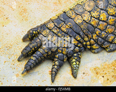 Coccodrillo del Nilo (Crocodylus niloticus), AVAMPIEDE, vista da sopra Foto Stock