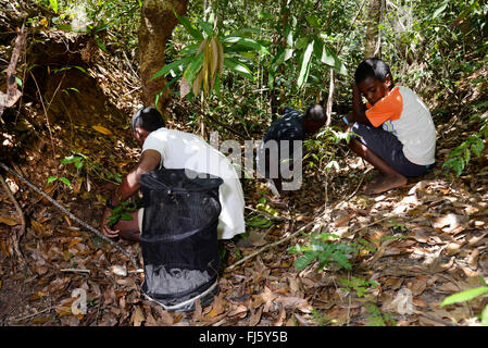 Sakalava donna alla ricerca di piante e animali sul suolo della foresta, Madagascar, Nosy Be, Lokobe Reserva Foto Stock