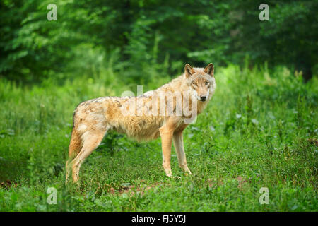 Unione lupo (Canis lupus lupus), stando in piedi in un prato in una foresta, in Germania, in Baviera Foto Stock