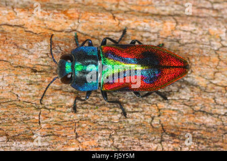 Gioiello beetle, legno-noioso beetle (Anthaxia candens), su legno, Germania Foto Stock