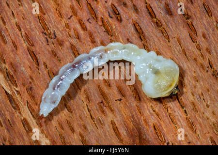 Buprestid Chrysobothris (spec), larva Foto Stock