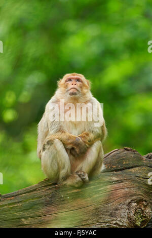 Barberia ape, barbary macaque (Macaca sylvanus), poggiante su di un ramo Foto Stock