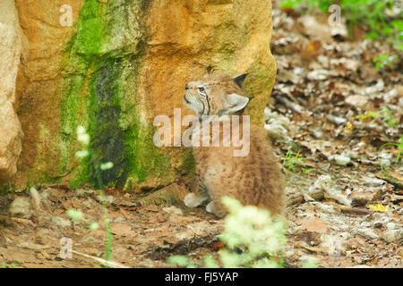Nord (Lynx Lynx Lynx lynx), PUP, in Germania, in Baviera Foto Stock