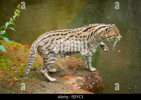 La pesca cat, Yu Mao (Prionailurus viverrinus, Felis viverrinus), sorge sulla riva Foto Stock