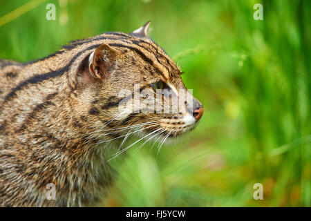 La pesca cat, Yu Mao (Prionailurus viverrinus, Felis viverrinus), ritratto Foto Stock