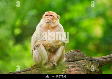 Barberia ape, barbary macaque (Macaca sylvanus), poggiante su di un ramo Foto Stock