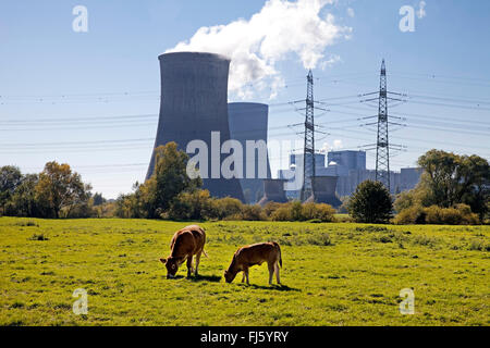 Gli animali domestici della specie bovina (Bos primigenius f. taurus), due mucche nella parte anteriore della centrale a carbone a Westfalen, RWE Power AG, in Germania, in Renania settentrionale-Vestfalia, la zona della Ruhr, Hamm Foto Stock