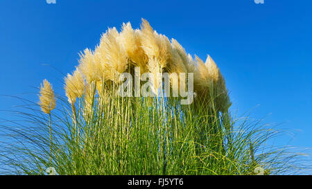 White pampas erba (Cortaderia selloana), infiorescenze Foto Stock