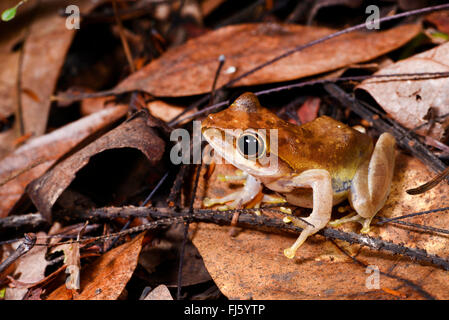 Di Dumeril pimpante Frog (Boophis tephraeomystax, Polypedates tephraeomystax), seduta sul fogliame nella foresta pluviale tropicale, Madagascar, Nosy Be, Lokobe Reserva Foto Stock