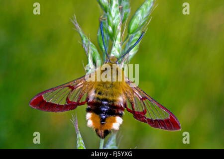 Ampio delimitato bee hawk-moth, ampio delimitato bee hawkmoth (Hemaris fuciformis, Haemorrhagia fuciformis), a un orecchio di erba, Germania Foto Stock