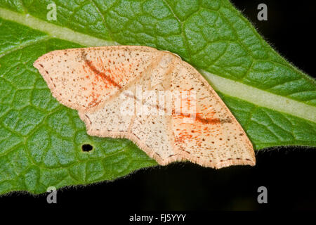 Maiden's arrossire tarma (Cosymbia punctaria, Cyclophora punctaria), si siede su una foglia, Germania Foto Stock