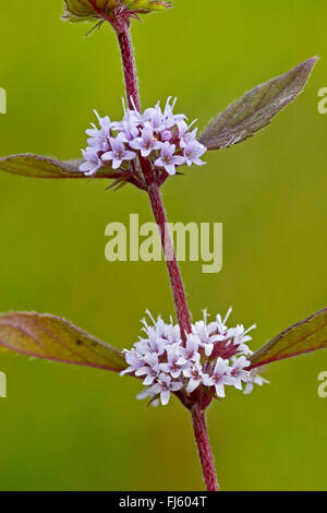 Brook di menta, menta canadese, Menta comune, mais Menta, mais Europeo di menta, menta di campo (Mentha arvense), fioritura, Germania Foto Stock