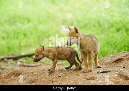 Unione lupo (Canis lupus lupus), due cuccioli di lupo , Germania, il Land della Baviera Foto Stock