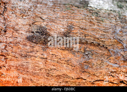 Tree gecko, foglia di Flathead-toed Gecko, Baobab Gecko (Hemidactylus platycephalus), seduti su un tronco, Madagascar Foto Stock