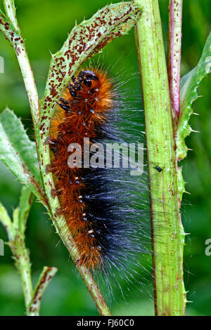 Giardino tiger moth, grande tiger moth (Arctia caja), Caterpillar su una foglia, Germania Foto Stock