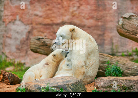 Orso polare (Ursus maritimus), polar bear cub è allattato da sua madre Foto Stock