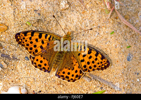 La regina di Spagna fritillary (Argynnis lathonia, Issoria lathonia), siede sulla terra, Germania Foto Stock