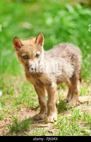 Unione lupo (Canis lupus lupus), un cucciolo di lupo, in Germania, in Baviera Foto Stock