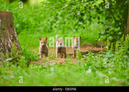 Unione lupo (Canis lupus lupus), tre cuccioli di lupo accanto a un albero intoppo in una foresta, in Germania, in Baviera Foto Stock