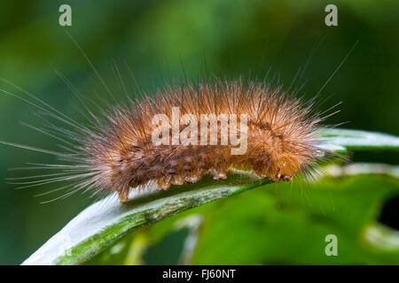 Buff Ermellino Tarma (Spilosoma lutea, Spilosoma luteum, Spilarctia lutea), Caterpillar su una foglia eroso, Germania Foto Stock