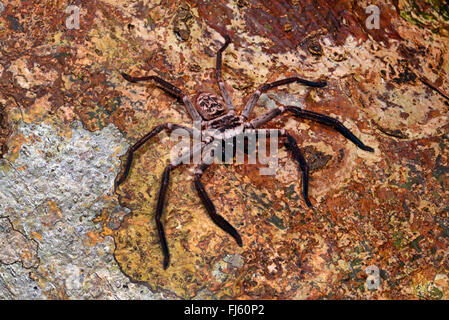 Il granchio gigante ragni (Sparassidae), seduti su un tronco, Madagascar, Nosy Be, Lokobe Reserva Foto Stock