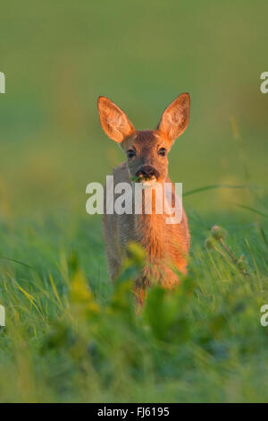 Il capriolo (Capreolus capreolus), fawn in un prato umido a sunrise, in Germania, in Renania settentrionale-Vestfalia Foto Stock