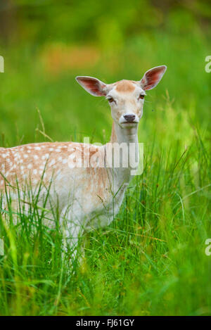 Daini (Dama Dama, Cervus dama), doe in estate rivestire in piedi sull'erba, in Germania, in Baviera Foto Stock