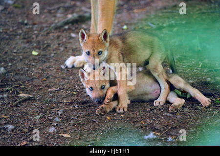 Unione lupo (Canis lupus lupus), romping due cuccioli di lupo, in Germania, in Baviera Foto Stock