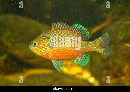 Dollar Sunfish Orientale (Lepomis marginatus), maschio Foto Stock