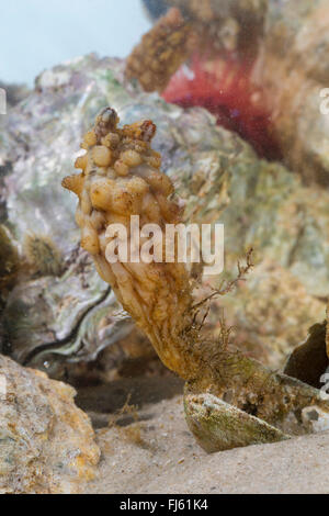 Sgambate Sea Squirt, mare asiatico squirt, mare mosso squirt, coriacea sea squirt, piegato sea squirt (Styela clava), su una cozza Foto Stock